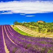 lavande in Provence, France